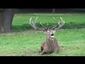 deer rutting calls