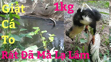 P1 Nhấp Vịt Câu Cá Lóc To Con Đực Sung Đớp Trước Vì Quá Vội Nên Lưỡi Móc Mang Một ổ Ròng Lên Hai Con