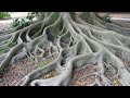 Roots vs Solutions