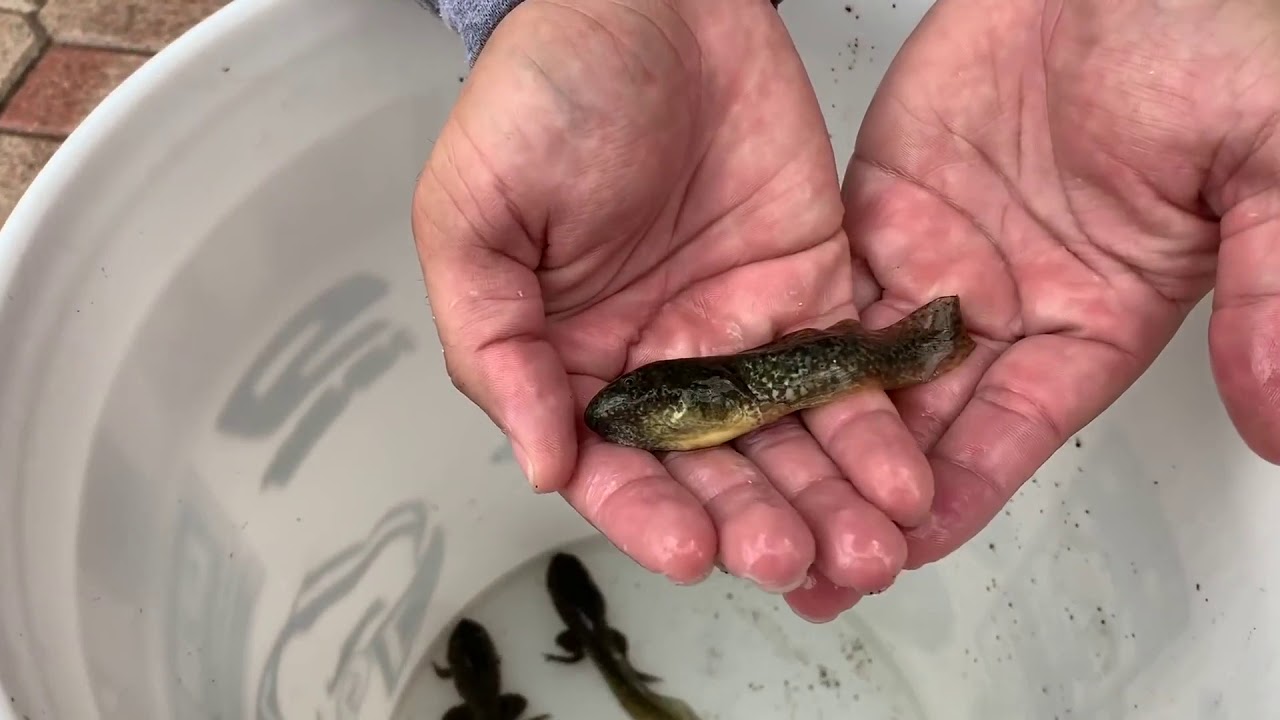 What Does a Tadpole Eat?-In The Wild and In an Aquarium: A Care Guide