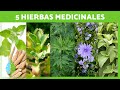 5 plantas medicinales y para qu sirven  beneficios y propiedades medicinales
