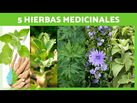 Video: Trébol de olor blanco: una planta valiosa con propiedades medicinales