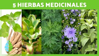 5 PLANTAS MEDICINALES y Para Qué Sirven 🌿✅ (Beneficios y Propiedades Medicinales) screenshot 1