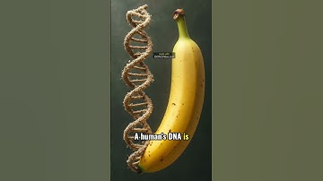 Humans and Bananas: A DNA Surprise #Shorts