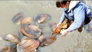 The ongoing drought. Giant pearl oyster appears at the bottom of the pond#pearl #seafood #hunting