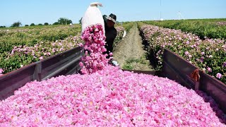 Сбор урожая красивых роз и переработка эфирного масла роз на заводе - промышленность эфирного масла