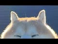 頭の毛が波平ingしている柴犬