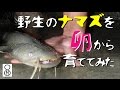 野生のナマズを卵から育ててみた