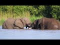 Addo National Park video - (Elephants; Lions; Buffalos; Kudu and many other wildlife)