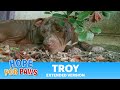 Troy - Extended version (for photos from his new home, join my FB page). #story