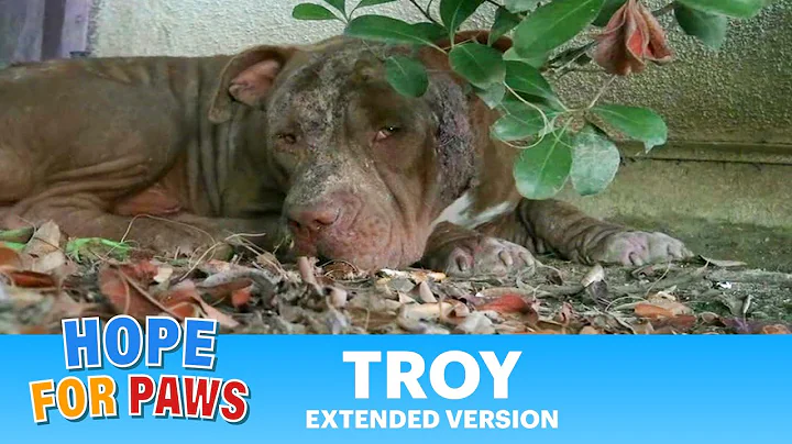Troy - Extended version (for photos from his new home, join my FB page). #story