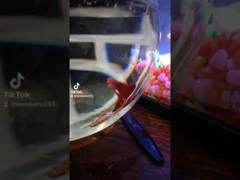 احلي لون سمك فايتر 