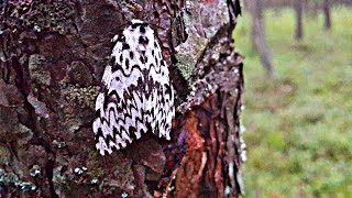 Волнянка-монашенка - Lymantria monacha - wildlife