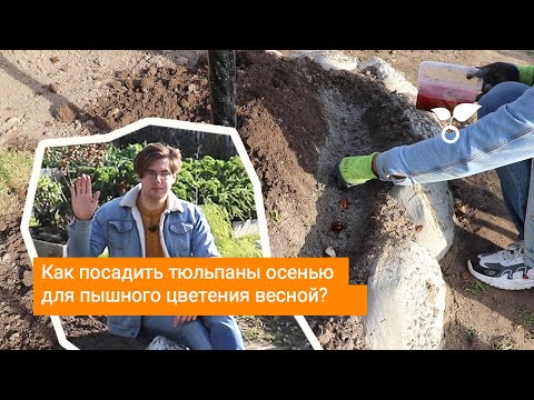 Как посадить тюльпаны осенью для пышного цветения весной