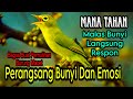 CIAK CIAK JOSS KECIAL KUNING PERANGSANG BUNYI DAN EMOSI UNTUK KECIAL KUNING MACET MALAS BUNYI