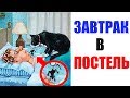 Лютые приколы. ЗАВТРАК В ПОСТЕЛЬ. угарные мемы