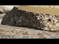 Purple Sandpiper   Spurn