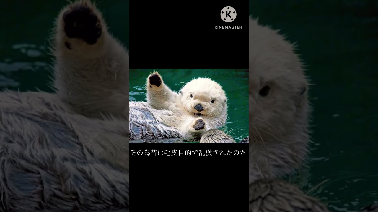 衝撃…ラッコが絶滅しかけた本当の理由