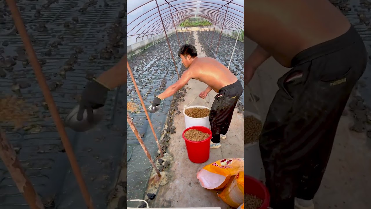 Feeding Frogs in a Farm – Unusual Aquaculture