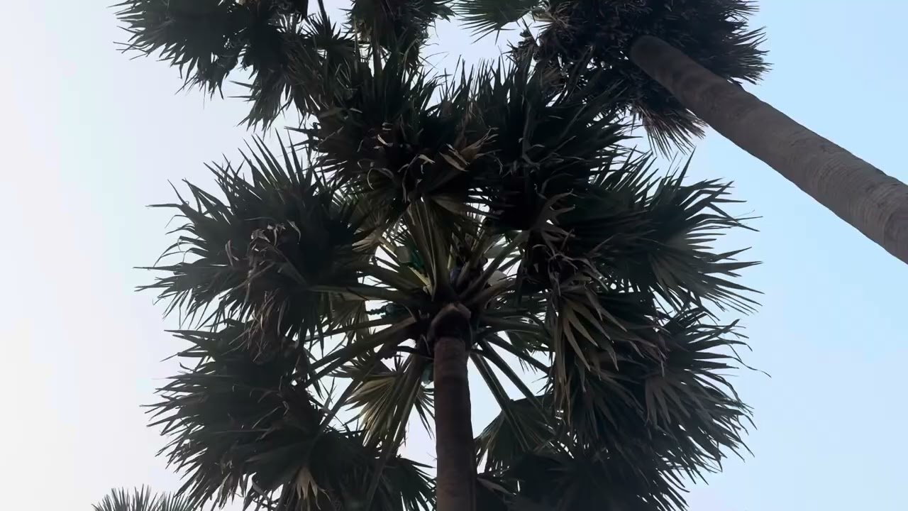 Make Palm Wine | Taadi Drink | Malad ka Famous Taadi |  Homestay ||