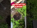 Avoid the pots with rubber seals #fishhobby #pondfail #minifishpond