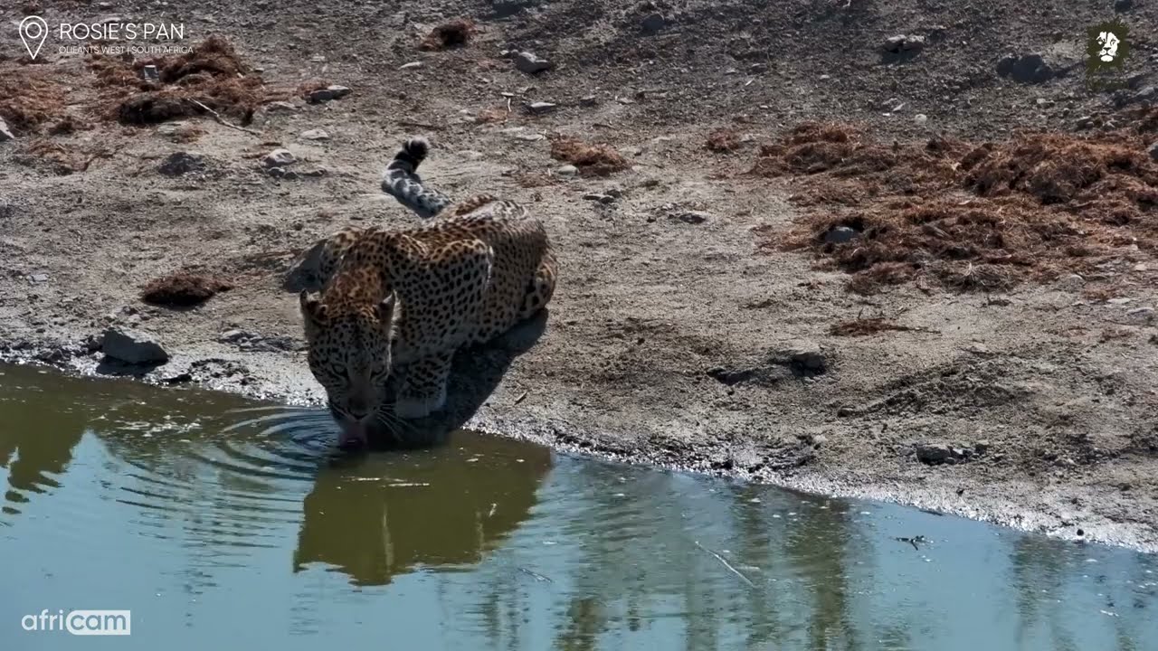 Leopardess Drinks Calmly in the Daylight at Rosie’s Pan