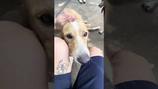 Felll I love with this handicapped dog! Does he deserve a like? 😍 #animalshelter #dog #handicap