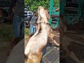 Kambing Jantan Jumbo ini Dibeli 4,3 juta oleh Bos Malang