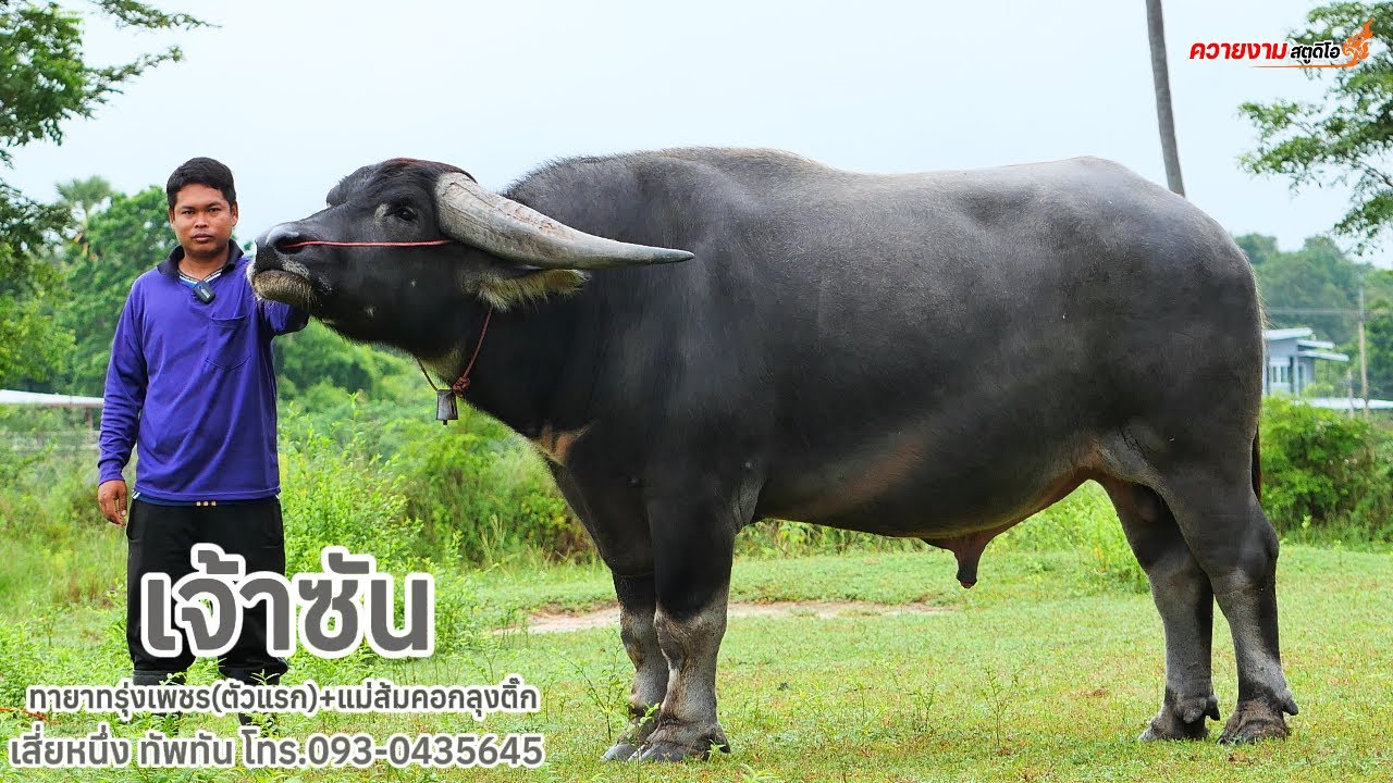 เจ้าซัน ทายาทตัวแรกของรุ่งเพชรที่คอกเสี่ยหนึ่ง ทัพทัน โทร.093-0435645 น้องหนึ่ง