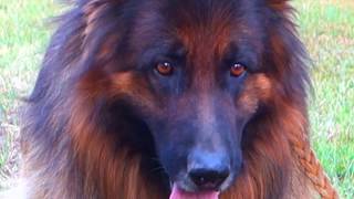 Кейси и Дагир. Немецкая овчарка. Casey and Dagir. German Shepherd. Кейси и Дагир. Немецкая овчарка. Casey and Dagir. German Shepherd.