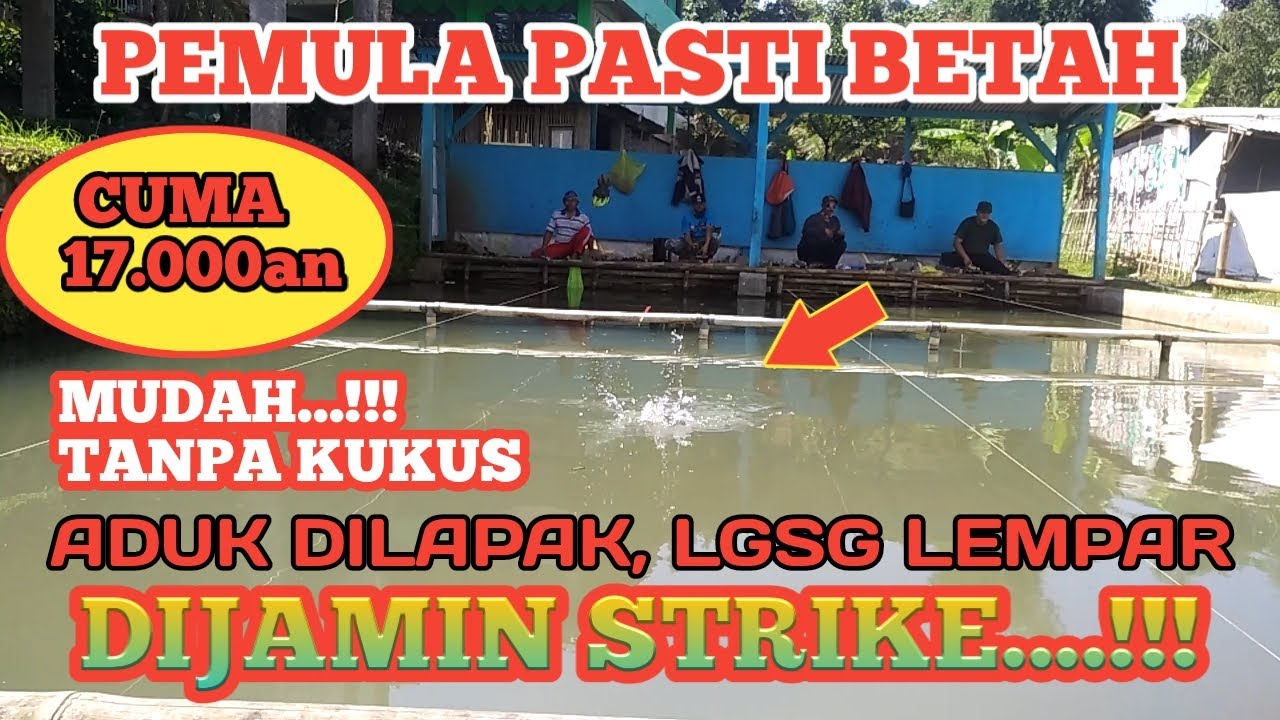 UMPAN JITU IKAN MAS, MUDAH MURAH BUAT PEMULA