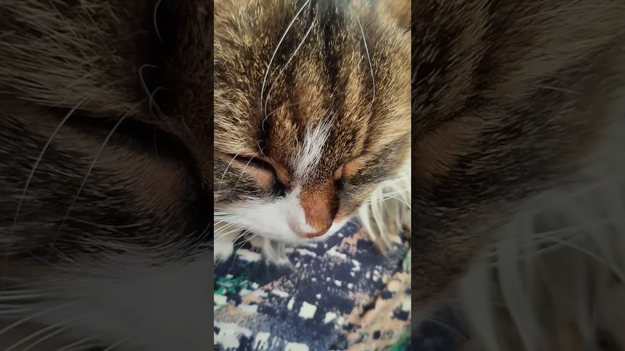 our fluffy Chinese girl/ наша пушистая китаянка Текила