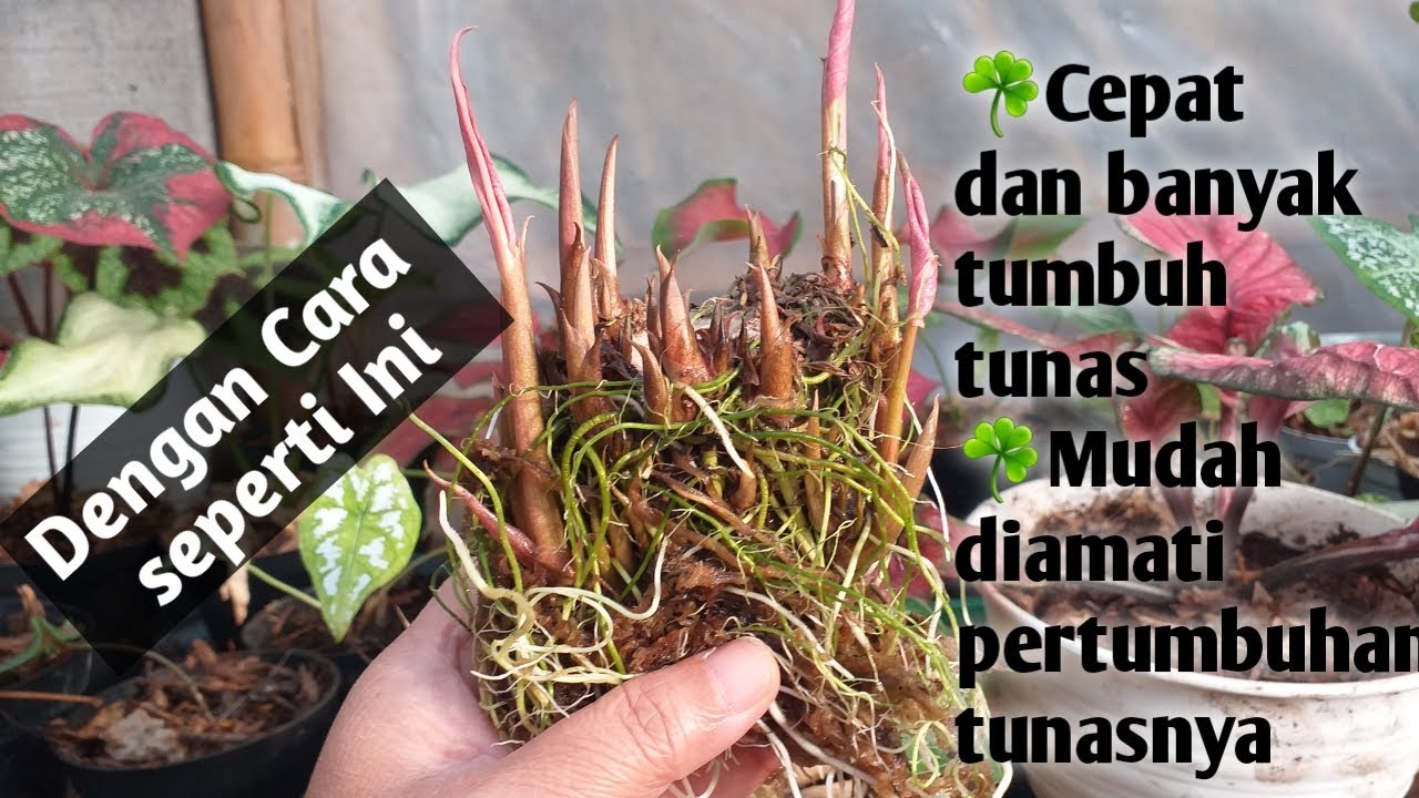 Dengan Cara Ini Umbi Keladi Akan Cepat Tumbuh Banyak Tunas Anakan (part 1)