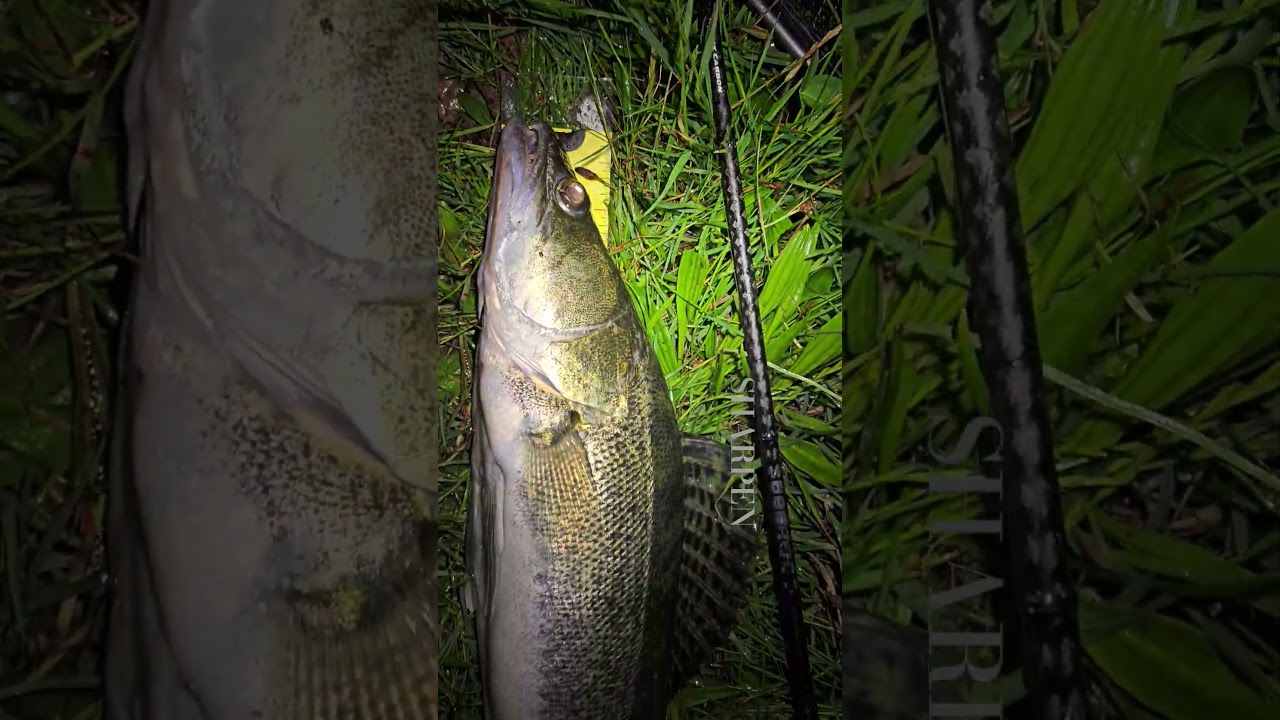 Kanalbiest kaut sich Wobbler zurecht - im Video zur PureLure Sharpen Baitcaster  