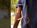 trick to grow veiny forearm 🚀💪 #veins #forearms #gripstrength #handgripper #viral #shorts