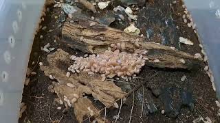Cubaris Murina Isopodmurina Papaya Feeding Time