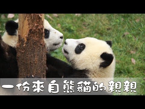《熊貓主題趴》這是一份來自熊貓的親親 | iPanda熊貓頻道