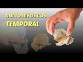 Os temporal  anatomie dtaille