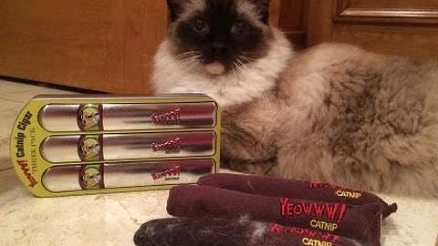 ラグドール キャッツ ケイマスとマーフィー レビュー Yeowww イヌハッカ シガー缶 3 パック - ねこ - ラグドール - Floppycats