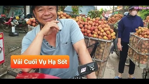 GIÁ VẢI CUỐI VỤ HẠ SỐT TẠI TÂN SƠN - LỤC NGẠN I NÚI ĐỒI LỤC NGẠN
