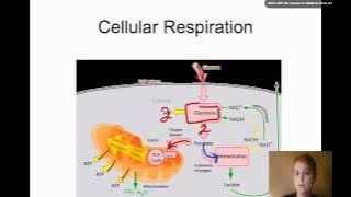 CellularRespiration