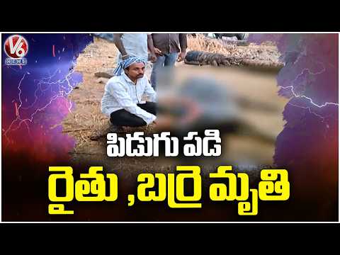 Lightning Strike Hits Farmer, Buffalo In Jagital |  V6 News - V6NEWSTELUGU