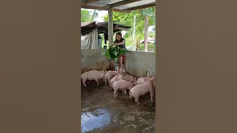 Healthy Pig Feed for Fast Growth #PigFeed #PigCare #FarmLife