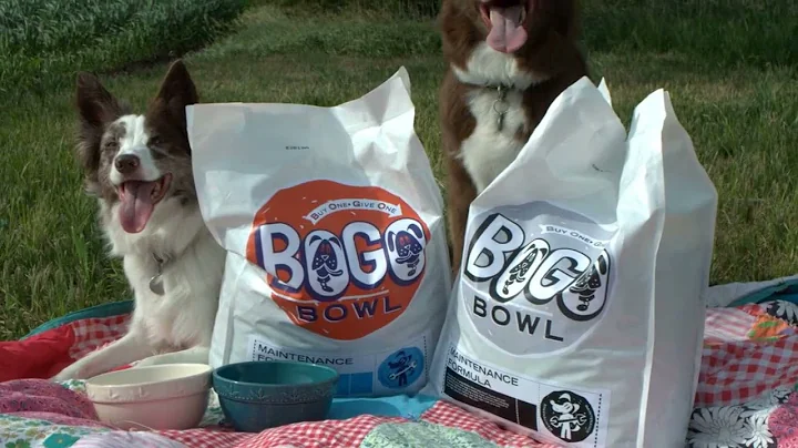 Most US pet food contaminated with ‘forever chemicals’, study finds