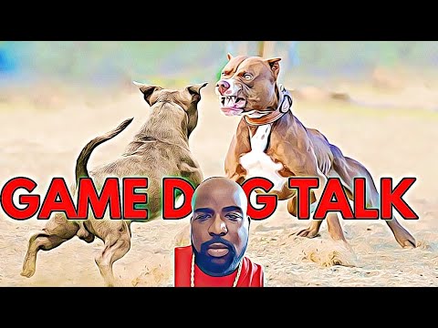 GAME DOG TALK EPISODE  75: DOG ON DOG AGGRESSION DON'T MEAN GAMENESS