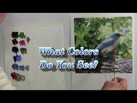 Video: Kādas krāsas redz nagaiņi?