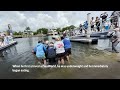 Rehabilitated manatee released in Florida