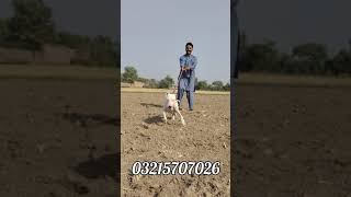 Glock... lappa gultair dog...10 months old male... best fighter... by Ustad Noman Khan 4,897 views 2 years ago 1 minute, 2 seconds