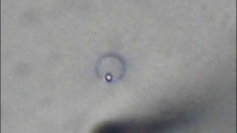 Part One Tetrad Dissection Training Video 20090528