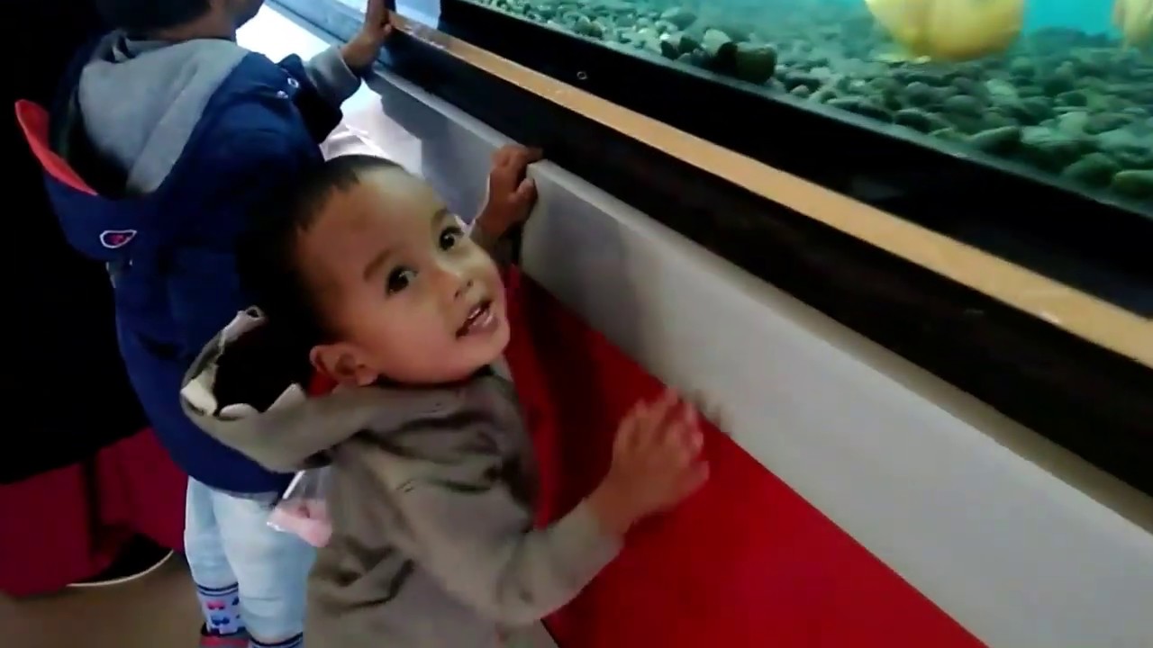 Purbasari aquarium Purbalingga,taman wisata Purbasari ...
